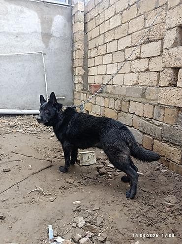 afçarka: Alman çoban iti, 2 il, Erkek — 1