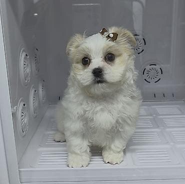 Птицы: Maltipu satılır 🐶 2 aylıq baladır.İt dişidir. baby face Peyvəndi var — 1