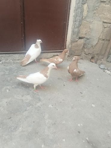Satılır gəncə 50 manata — 6