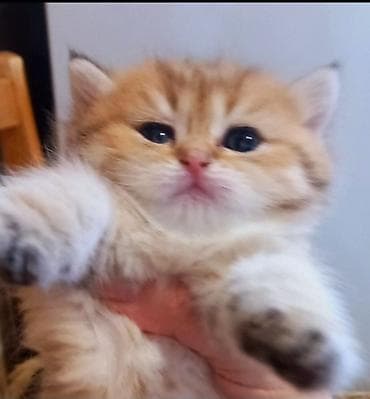 pers pisiyi: Britan, Erkək, Dişi, Yaxşı əllərə, Ünvandan götürmə — 1