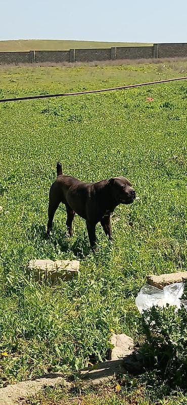 dinqo itleri: Kane-Korso, 2 il, Erkek, Peyvəndli — 5