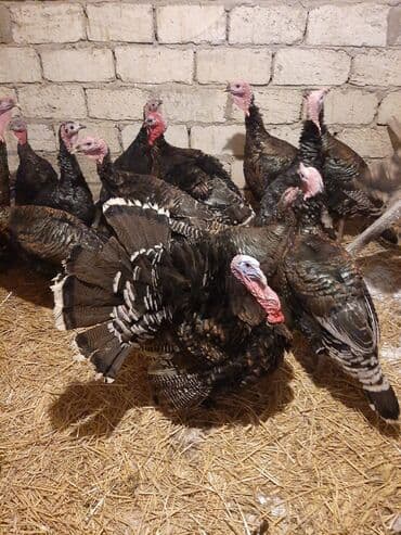 Inəklər, öküzlər: Məhsul: Hind quşları (hindtoyuğu sürüsü) Təsvir: - Şəkillərdəki böyük — 4