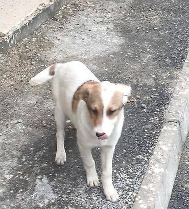 coban itlerin satisi: Pulsuz çatdırılma — 3