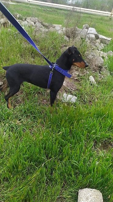 afçarka itləri: Miniatür pinçer — 2