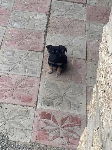 çoban iti satılır: Alman çoban iti, 2 ay, Dişi, Peyvəndli — 3