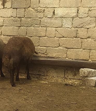 keçi satışı: 3 dənə qala qoçları satılır balacası 390 ən böyüyü 850 deyirəm alan — 6