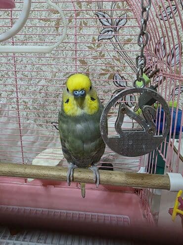 кольчатый попугай цена: Hazır cüt satılır 1 dişi, 1 erkək, 2 ətcəbala və 3 yumurta Ələ — 5