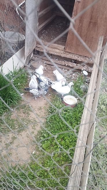 İtlər: Göyərçinlər koven balalardi coxu - Növ: ev göyərçinləri (ağ və ala — 5