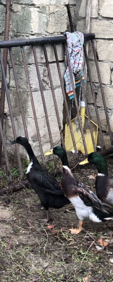 Saxlama üçün hind toyuğu deyil – yerli ördəklər satılır. Pinqivinq lalafo.az -da Saxlama üçün hind toyuğu deyil – yerli ördəklər satılır. Pinqivinq