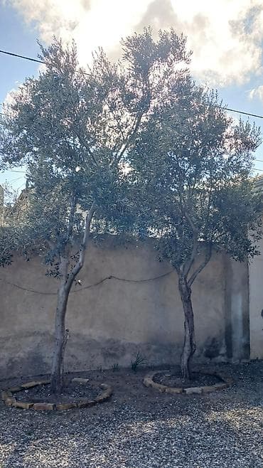 tuya ağacı yağı: Məhsul: Zeytun ağacları (bağ və landşaft üçün) - Növ: Zeytun (Olea — 2