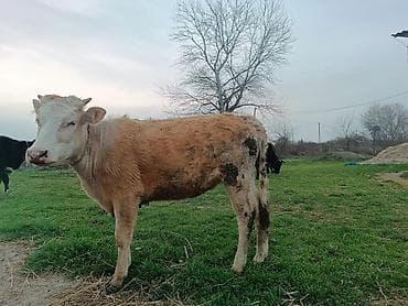 afcarka balasi satisi: 1 yaş 5 aylıq bəhərin almayıb hələ — 2