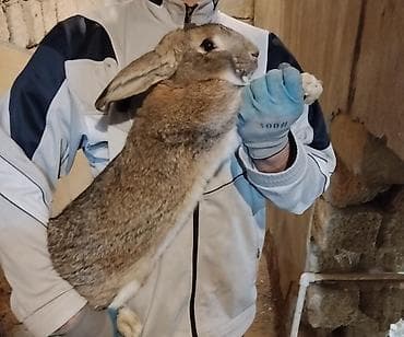 seki heyvan: 🐇 Velikan və Kaliforniya Dovşanları Satılır Təmiz qan xəttindən olan — 8