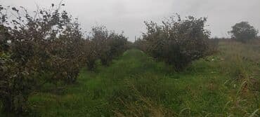 xacmaz torpag: 93 sot, Kənd təsərrüfatı — 1