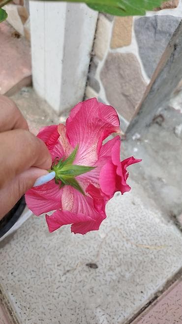 gubre: Çiçəkli hibiskus (Çin qızılgülü) – qapalı dibçəkdə - Növ: Hibiscus — 3