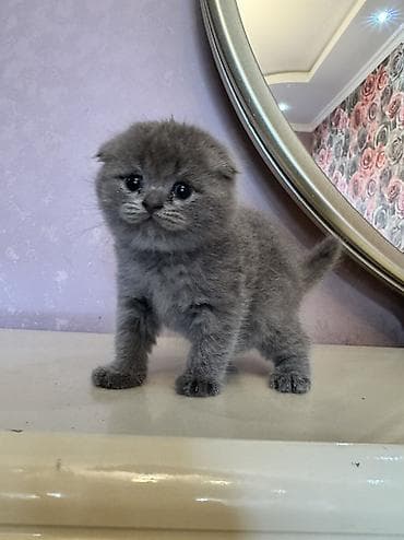 pisik balasi: Scottish fold balasi miwka satiwda. deqiq alici yazsin — 2