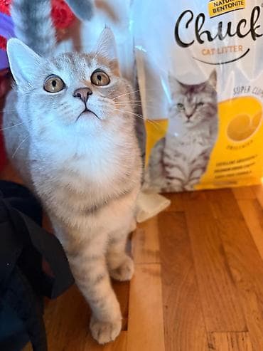 cat: Şotland, Erkək, Cütləşmə üçün, Ünvandan götürmə, Ödənişli çatdırılma — 4