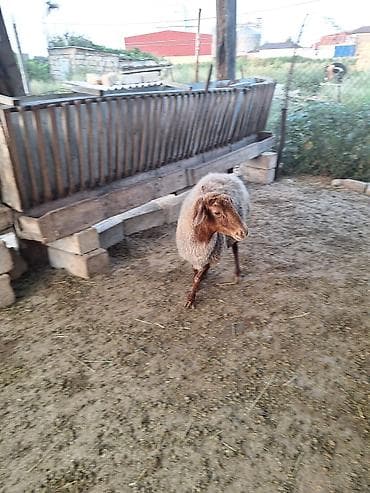2ki qarın doğub 1 aydı qoçun alıbdı cavan damazlığ heyvandı lalafo.az -da 2ki qarın doğub 1 aydı qoçun alıbdı cavan damazlığ heyvandı