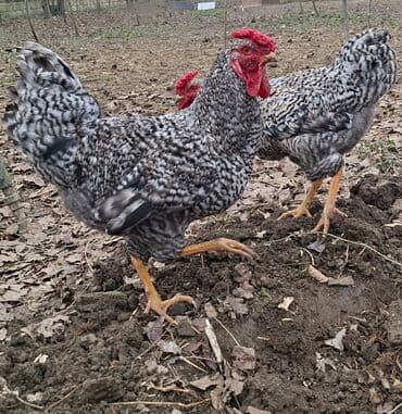 toyuga verilen adlar: Salam bir ədədi 25 manata mayın sonu iyunun əvvəli öz həyətimizdə — 3