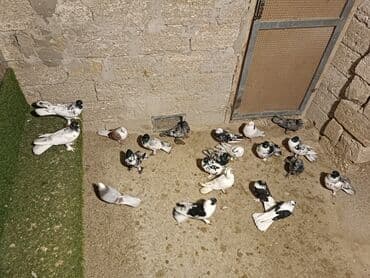 şirin pişik şekilleri: Məhsul: Ev göyərçinləri (qara-ağ ləkəli, ağ, boz və qəhvəyi tonlarda — 1