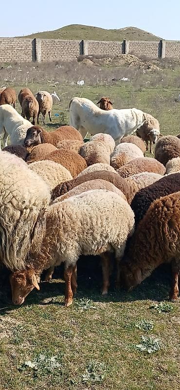 Gəmiricilər: Mal-qara: Qoyun sürüsü Təsvir: - Şəkillərdə müxtəlif rəngli (qonur — 7