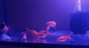 голд шиншилла: Qızıl balıq, Sülhsevər — 4