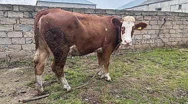 ınek: Birinci qarin simental inek satılır. Hazrda 16 litr süs verir. İki — 2