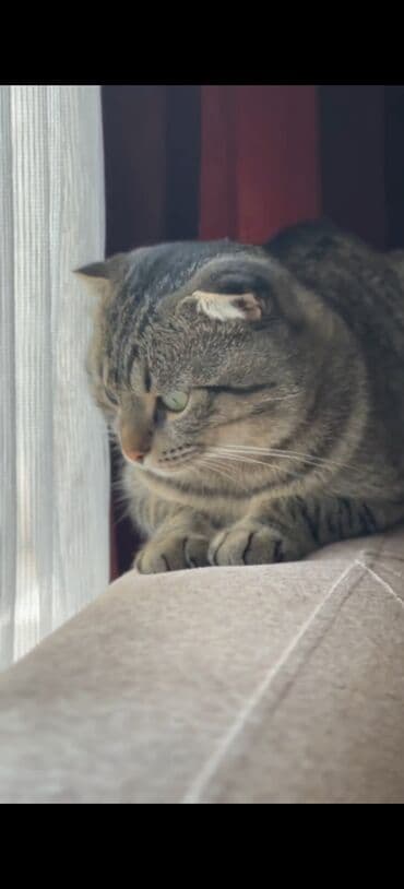 van pişiyi qiymeti: Şotland yastı qulaq, Erkək — 1