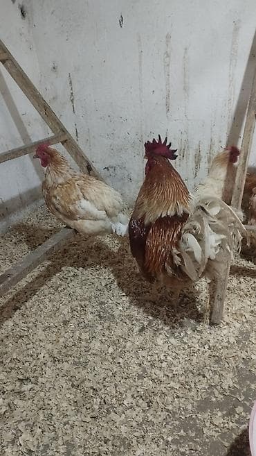 bita satilir: Orginal lohmann braun cucesi və mayali yumurtasi satilir . Tam — 6