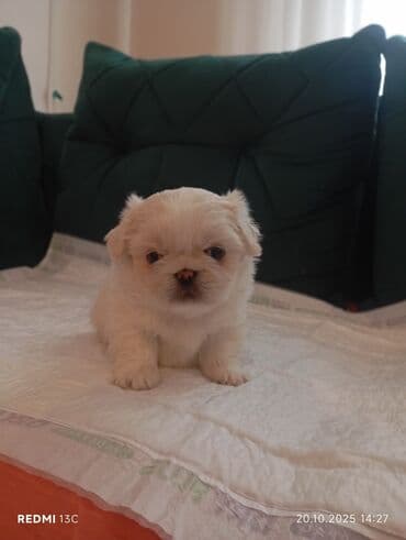 купить хаски щенка: Pekines — 3