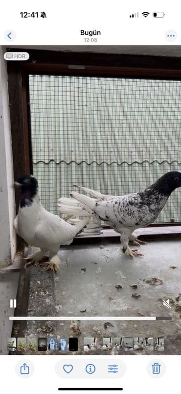 sesar quşu: Goyercin qarabaslar badam hazir cut 16 17 tukler tam saqlam — 6