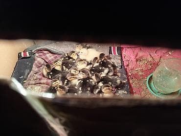 Другие животные: Самка, | Lal ordek, Для разведения, Самовывоз, Платная доставка — 2