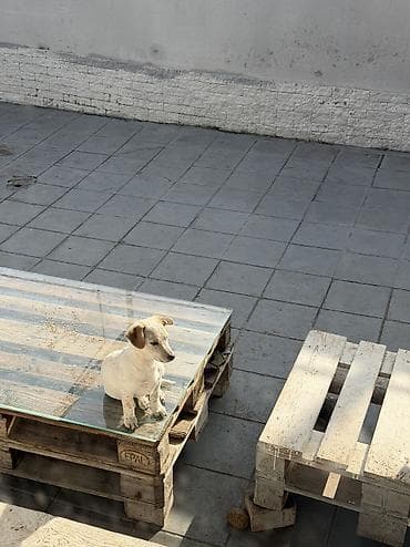 Cek rassel teryer, 3 ay, Erkek, Ünvandan götürmə — 4