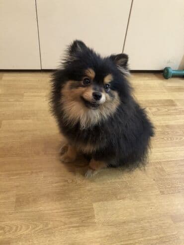 Gəmiricilər: Şpitz, Erkek — 4