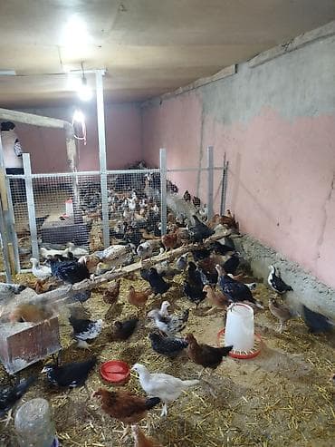 cuce satışı: Toyuq cücələri, Damazlıq — 6