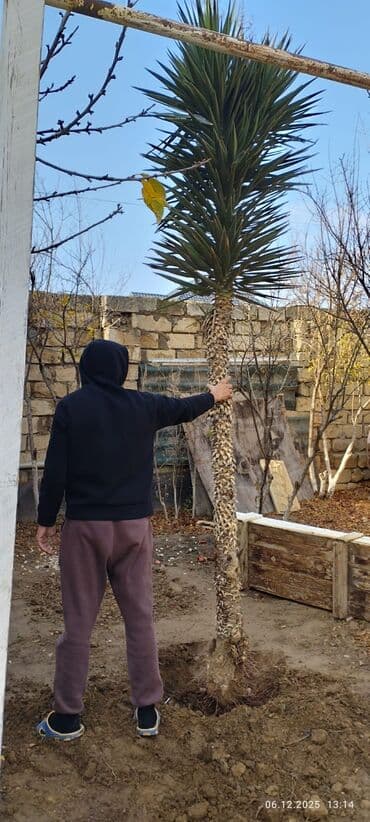Yucca ağacı (Yucca elephantipes tipli) – dekorativ ağac - Təxminən