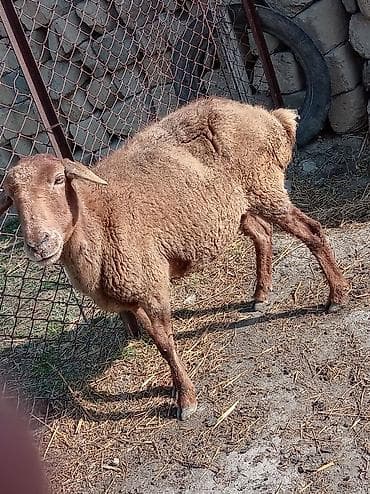 Digər heyvanlar: Qoyun satılır yaşdı qoyun du boğazdi yelindidi — 2