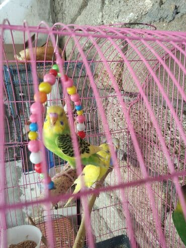 Gəmiricilər: Papuqaylar biri 14 Azn erkey disi var — 2