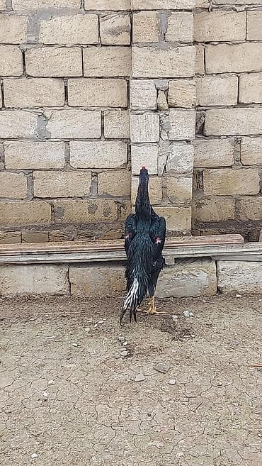 Dovşanlar: Salam temiz qan O. ŞAMO satlır sağlam heyvandılar fere hal hazrda — 2