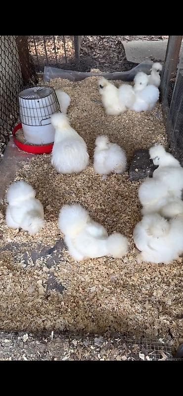 brahma toyuqlari: Toyuq, Damazlıq — 3