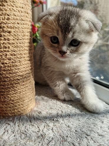 hamster satış: Şinşilla, Dişi, Yaxşı əllərə, Ünvandan götürmə — 4