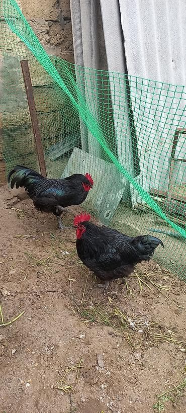 şabo xoruzu: Məhsul: Qara rəngli xoruzlar (2 ədəd) Təsvir: - Cins: Ağır tip qara — 3