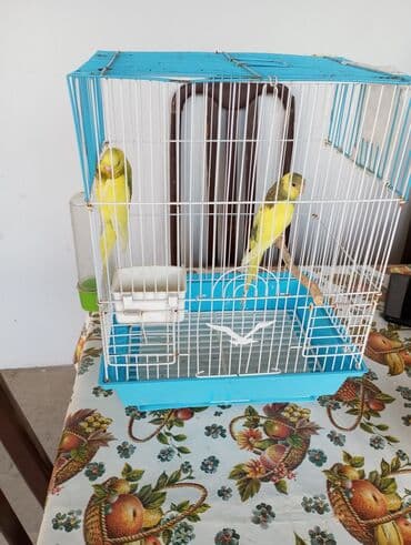 quş üçün qəfəs: Böyük qəfef tek 30 manat + iki papuqayla 50 manat Balaca qəfəs 10 — 7