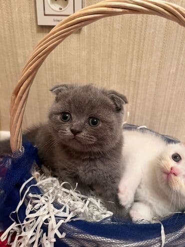 it pişik: Şotland yastı qulaq — 8