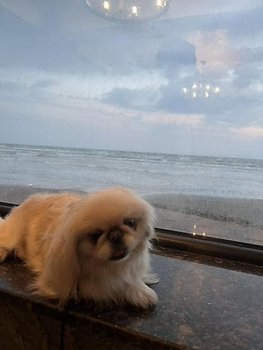 it xaski: Pekines, 1 il, Dişi, Ünvandan götürmə, Pulsuz çatdırılma — 4