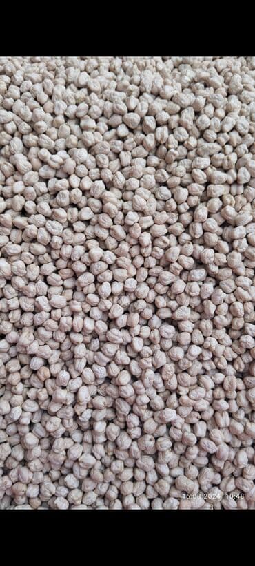 Çöl bitkiləri: Xüsusi becərmə ilə yetişdirilmiş noxud toxumu - Agro-texniki — 4