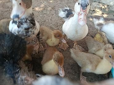 bala ordek: Salam Lal ördek balaları satılır 10 eded balaca 7 eded boyuk bırdenede — 4