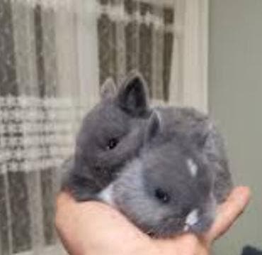 balaca pisik sekilleri: Salam.tuklu dovsanlar. boyumeyen cinsler. şirin ve uşaqlarin sevimli — 2