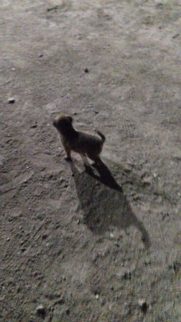 cau cau iti satilir: Balaca it balası – qısa quyruqlu, tükü qalın və yumşaq, qəhvəyi rəng — 2