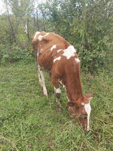quzu satilir 2021: Dana, buzov, Dişi, ay: 8, 140 kq, Damazlıq, Ünvandan götürmə — 4