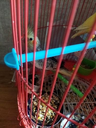 Собаки: Salam təcili satılır 30 AZN dişi maya — 8